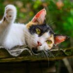 Коли починається котяча старість – фактично та на думку виробників кормів
