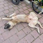 Знаєте, чому собаки підставляють людині живіт? Відповідь про підпорядкування — лише частина…