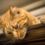 Чому коти ігнорують нас, коли ми кличемо їх по імені