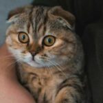 Як різні звуки впливають на спокій кішки і що може зробити власник