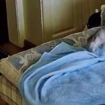 Майстер-клас від кішки: як створити собі лежанку на хазяйському ліжку
