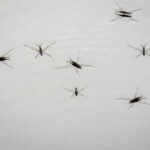 Водомірки: невидимі артисти на поверхні води