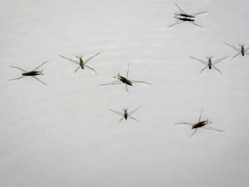 Водомірки: невидимі артисти на поверхні води