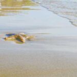 Названо причину найбільшої морської епідемії