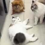 Як один маленький собака припинив епічну котячу битву і став героєм мережі