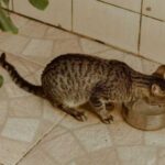Котячі примхи: навіщо ставити кілька мисок з водою по всій квартирі