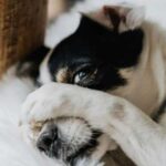 У яких випадках собака може покинути господаря