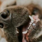 Ваш собака скиглить або виє уві сні? Розповідаємо, що це означає і…