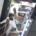 Котяча мафія в дії: господиня розкрила таємницю порожнього холодильника завдяки прихованому відео