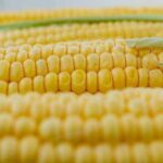 Як правильно заморозити кукурудзу на зиму, щоб максимально зберегти її користь