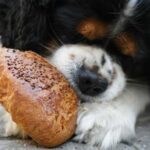 Чому макарони, картопля і хліб — це не просто зайві вуглеводи, а…
