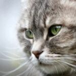 Навіщо кішці її вуса?