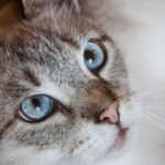 Секрет котячого носа: ось чому він завжди такий холодний та мокрий