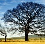 Що таке кохання з точки зору теорії домінування