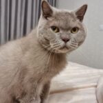 Кішка лиже ваше обличчя: прихований сенс котячих поцілунків, про який мовчать усі