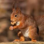 Як врятувати білченя?