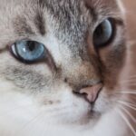 Таємний інгредієнт у котячому кормі: що ще виробники приховують у гранулах