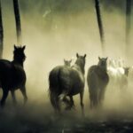 Як тварини передчують природні катаклізми?