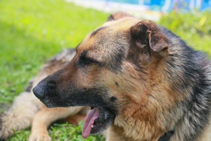 Як погода змінює життя ваших вихованців: секрети, про які ви не здогадувалися