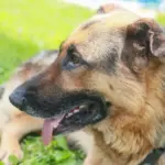 Що приховують дорогі корми: правильне та бюджетне харчування для котів та собак