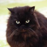 Ви впевнені, що вашому вихованцю вистачає води? Неочевидна ознака говорить про протилежне