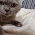 Як зрозуміти котяче нявкання: розшифровка 10 основних звуків