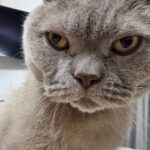 Цей звук вбиває котів: ви вмикаєте його щодня