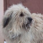 Що відчуває собака перед смертю: ветеринари розповідають