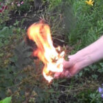 Чи існують насправді вогнедишні істоти?