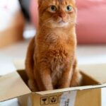 Як привчити кота до унітазу? Інструкція для котовласників-початківців