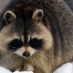 Що за звір – єнотовидний собака?