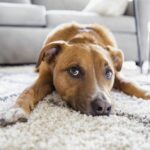 Великий собака у міській квартирі – велика радість чи великі проблеми?