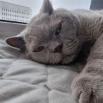 Ветеринари в жаху: ці 5 повсякденних речей вбивають вашу кішку прямо зараз