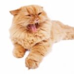 Чим може бути викликана агресивна поведінка у котів?