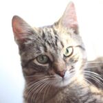 5 речей, які категорично заборонено робити після купання кота