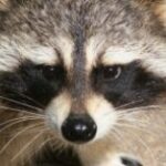 А чи не завести нам єнотовидного собаку замість канарки?