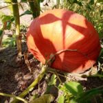 Невидимий щит для вашої шкіри та очей після 60: які овочі є…