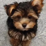 Власник чи раб? Сповідь власника йоркширського тер'єру