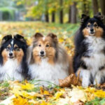 Як домашні вихованці допомагають нам пережити осінь?