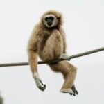 Як поводяться циркові тварини?