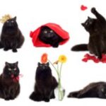 Чи знаєте ви, що…? Цікаві факти про кішок