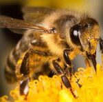 Скільки живе бджола?