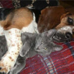 Чи весело живеться кішці із собакою?