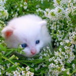 Інтелектуальні здібності тварин: чим дивують брати наші менші?