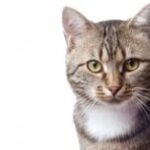 Чи бувають кішки-домоправительки? З чого все почалося…