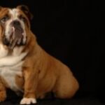 Що потрібно знати про собак?