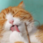 Як проходить «лазневий день» у царстві тварин?: Цікаві та кумедні факти