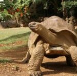 Як гігантські черепахи Землю тримали, а малі в космос літали?