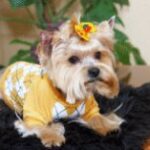 Чи потрібний вам йоркширський тер'єр?