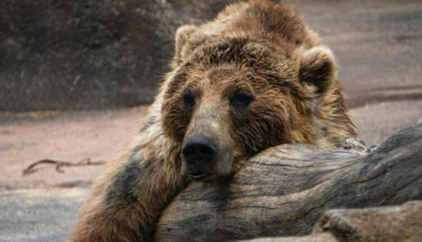 Що спільного між сплячкою ведмедя та анабіозом жаби?